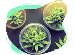 Plantas sobre a mesa